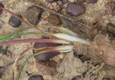 Lachenalia polyphylla, photographed by douglaseustonbrown