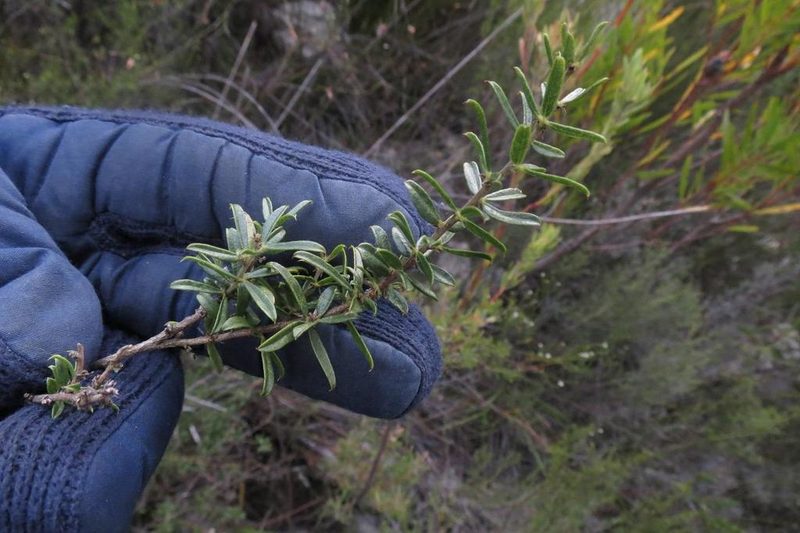 Psoralea picta, photographed by Brian du Preez