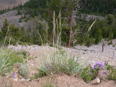 Festuca kingii, photographed by Matt Lavin