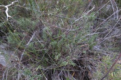 Psoralea picta, photographed by Brian du Preez