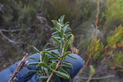 Psoralea picta, photographed by Brian du Preez