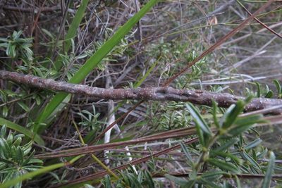 Psoralea picta, photographed by Brian du Preez