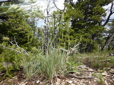 Festuca kingii, photographed by Matt Lavin
