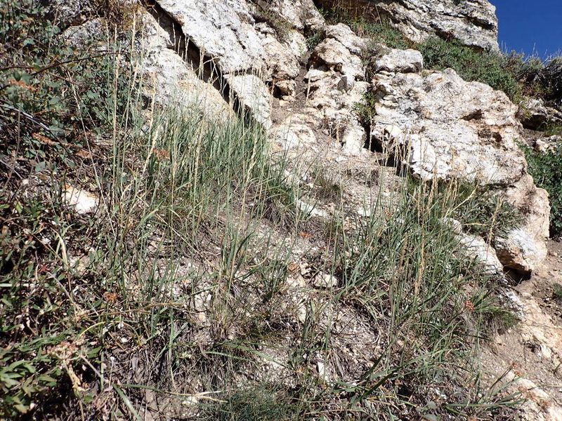 Festuca kingii, photographed by Matt Lavin