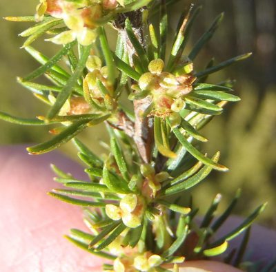Cliffortia tuberculata, photographed by Nicola van Berkel