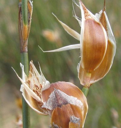 Willdenowia arescens, photographed by douglaseustonbrown