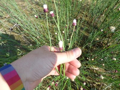 Baccharis juncea, photographed by María Zeta