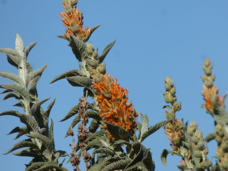 Buddleja tubiflora, photographed by María Zeta