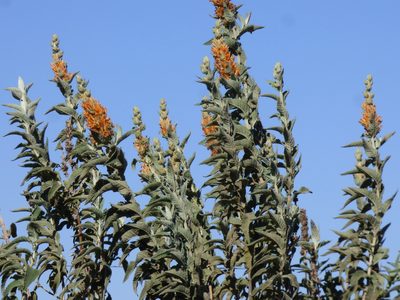 Buddleja tubiflora, photographed by María Zeta