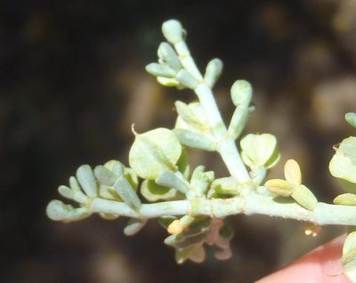 Zygophyllum retrofractum, photographed by Nicola van Berkel