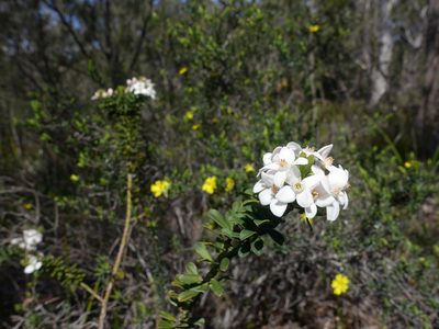 Philotheca virgata, photographed by Cowirrie