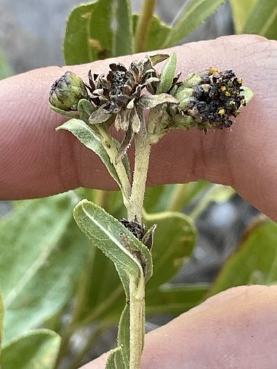 Helianthella microcephala, photographed by Bobby McCabe