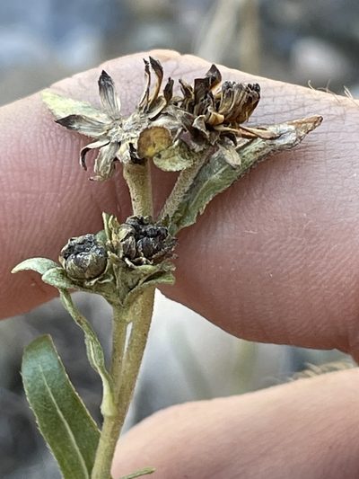Helianthella microcephala, photographed by Bobby McCabe