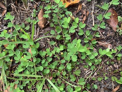 Chamaecrista rotundifolia, photographed by natalie