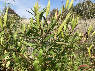 Asclepias incarnata, photographed by kimvano