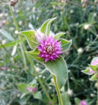 Gomphrena nitida, photographed by Andrew Tree