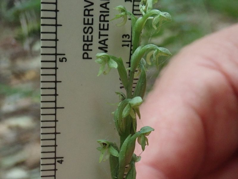 Platanthera aquilonis, photographed by Lynn Harper