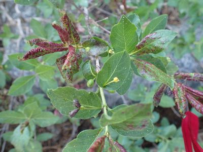 Lonicera conjugialis, photographed by John Brew