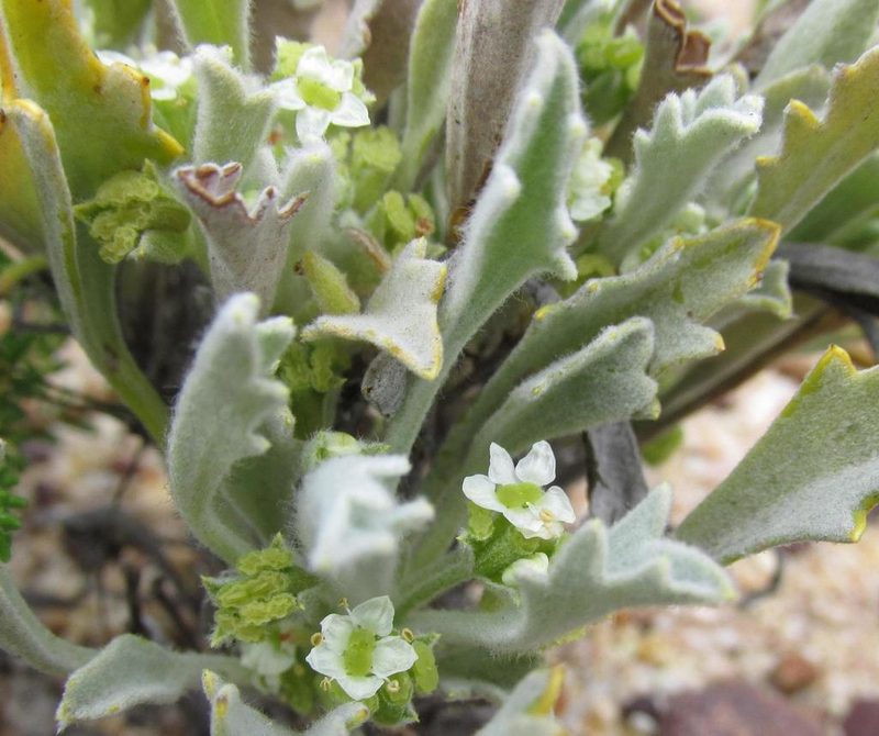 Centella annua, photographed by douglaseustonbrown