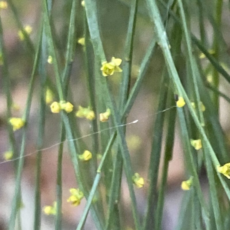Exocarpos strictus, photographed by prossington