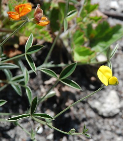 Argyrolobium lunare, photographed by Charles Stirton