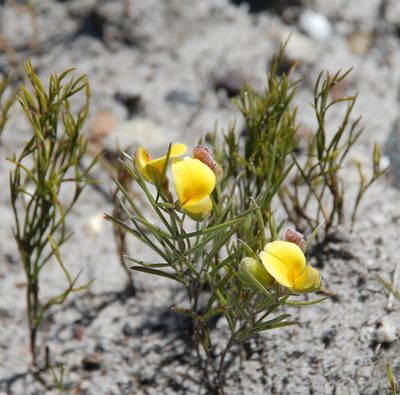 Argyrolobium filifolia, photographed by Charles Stirton