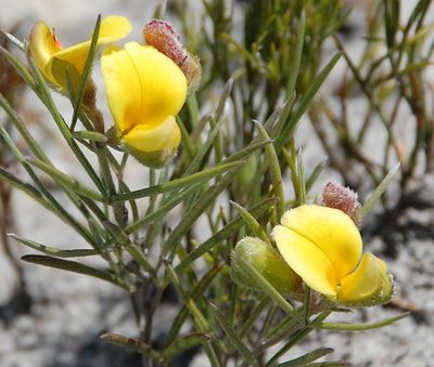 Argyrolobium filifolia, photographed by Charles Stirton