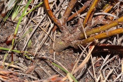 Cyclopia burtonii, photographed by Brian du Preez