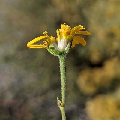 Hymenothrix dissecta, photographed by Dominic Gentilcore