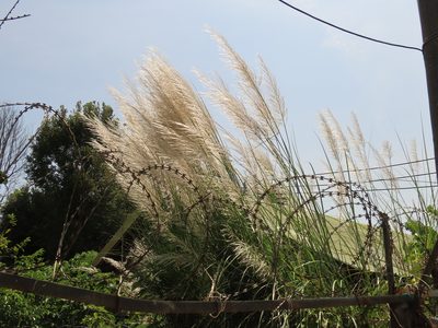 Saccharum spontaneum, photographed by chiuluan