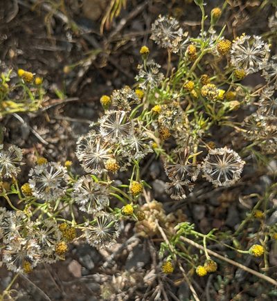 Picradeniopsis multiflora, photographed by Dominic Gentilcore
