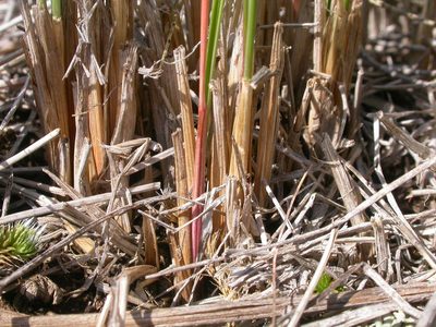 Festuca campestris, photographed by Matt Lavin