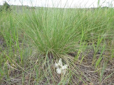 Festuca campestris, photographed by Matt Lavin