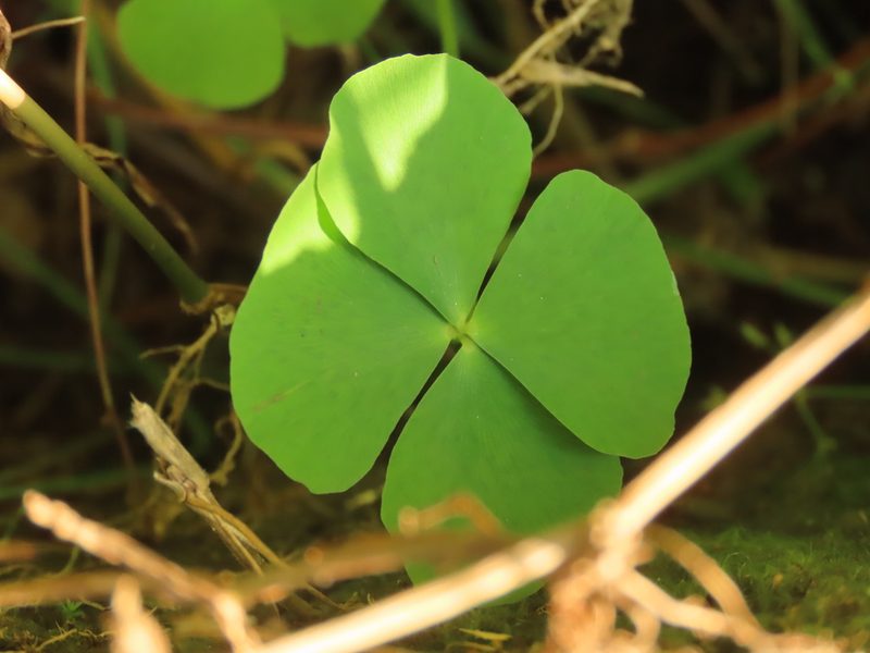 Marsilea minuta, photographed by chiuluan