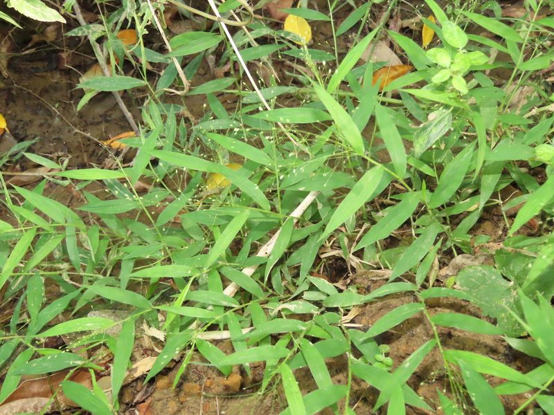Cyrtococcum patens, photographed by chiuluan