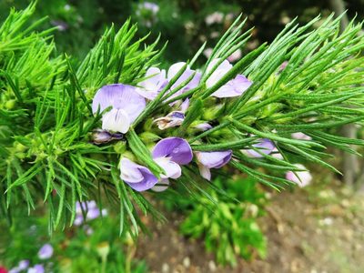 Psoralea affinis, photographed by linkie