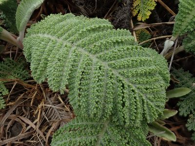 Tanacetum bipinnatum, photographed by joergmlpts