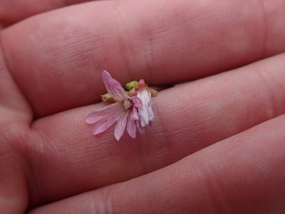 Epilobium brachycarpum, photographed by joergmlpts