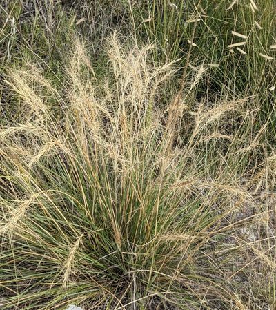 Elymus longifolius, photographed by Dominic Gentilcore