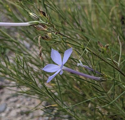 Ipomopsis longiflora, photographed by Dominic Gentilcore