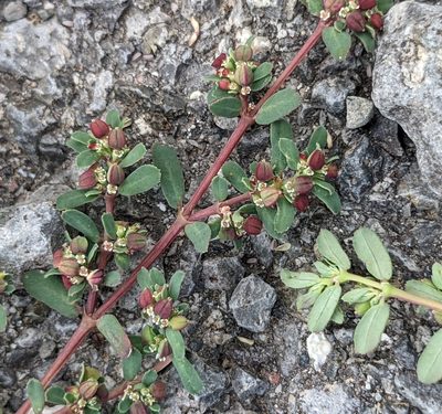 Euphorbia serpillifolia, photographed by Dominic Gentilcore