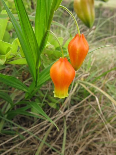 Sandersonia aurantiaca, photographed by Peter Warren