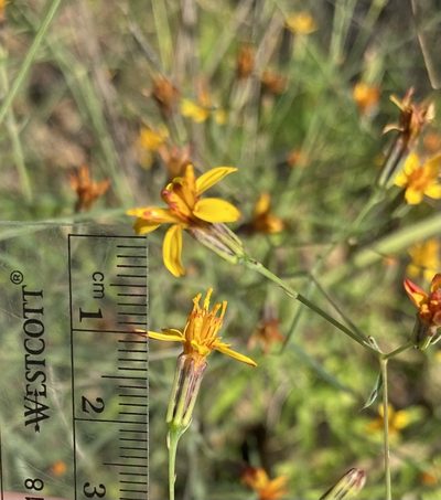 Pectis imberbis, photographed by Daniel McNair