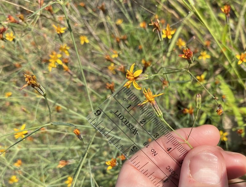 Pectis imberbis, photographed by Daniel McNair