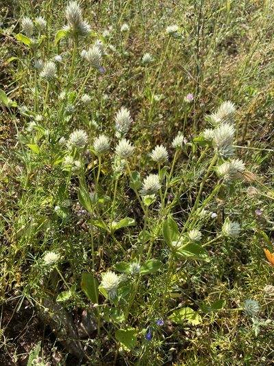 Gomphrena nitida, photographed by Daniel McNair