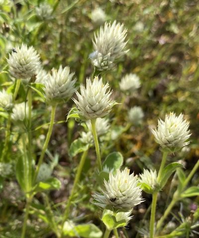 Gomphrena nitida, photographed by Daniel McNair