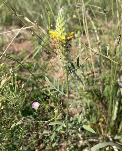 Dalea rubescens, photographed by Daniel McNair