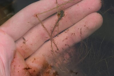Potamogeton confervoides, photographed by Quinten Wiegersma