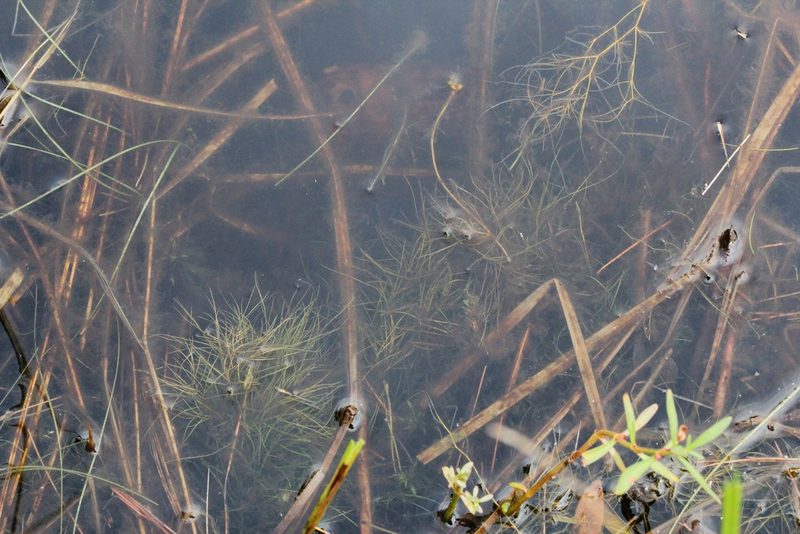 Potamogeton confervoides, photographed by Quinten Wiegersma