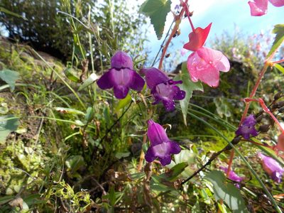 Penstemon campanulatus, photographed by Alejandro Sigala Chávez